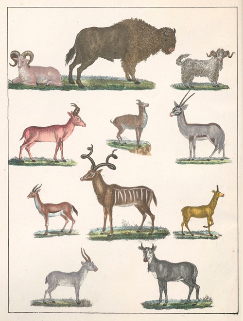 Natural History (Galerya obrazowa zwiérząt czyli Historya naturalna) Pl.25
