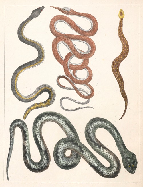 Natural History (Galerya obrazowa zwiérząt czyli Historya naturalna) Pl.35