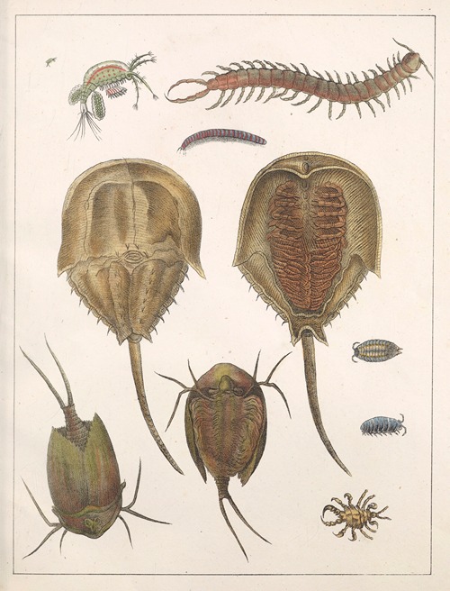 Natural History (Galerya obrazowa zwiérząt czyli Historya naturalna) Pl.36