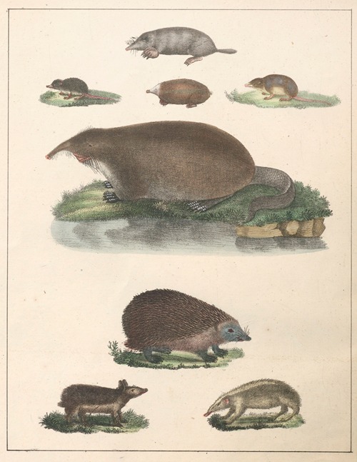 Natural History (Galerya obrazowa zwiérząt czyli Historya naturalna) Pl.37