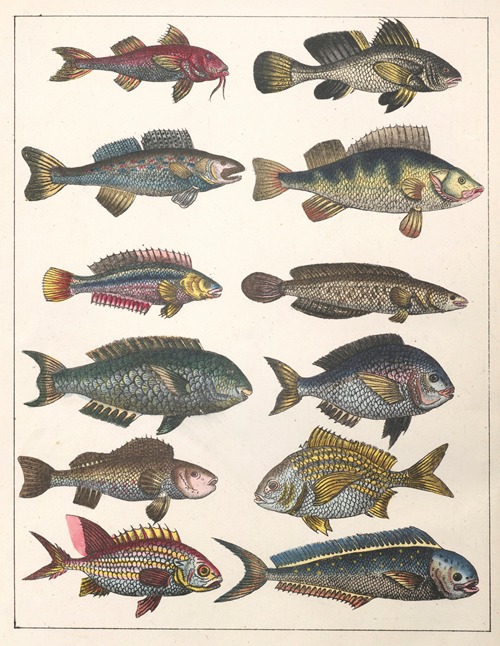 Natural History (Galerya obrazowa zwiérząt czyli Historya naturalna) Pl.39