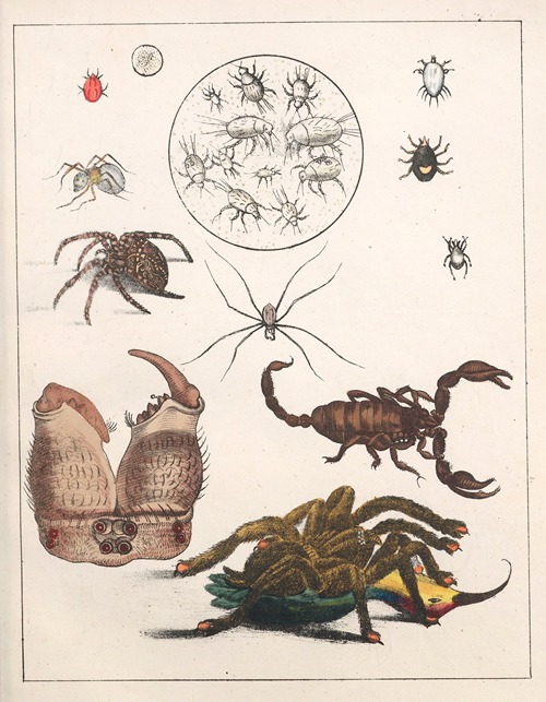 Natural History (Galerya obrazowa zwiérząt czyli Historya naturalna) Pl.40