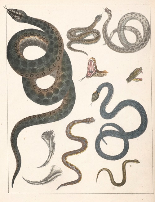 Natural History (Galerya obrazowa zwiérząt czyli Historya naturalna) Pl.43
