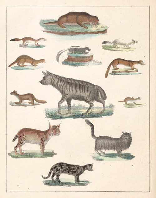 Natural History (Galerya obrazowa zwiérząt czyli Historya naturalna) Pl.45