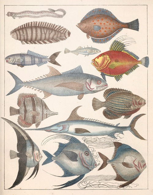 Natural History (Galerya obrazowa zwiérząt czyli Historya naturalna) Pl.47