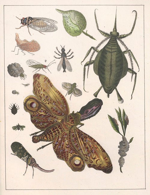 Natural History (Galerya obrazowa zwiérząt czyli Historya naturalna) Pl.52