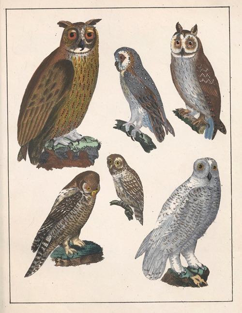 Natural History (Galerya obrazowa zwiérząt czyli Historya naturalna) Pl.54