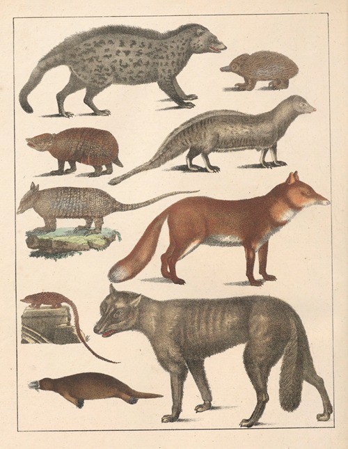 Natural History (Galerya obrazowa zwiérząt czyli Historya naturalna) Pl.57