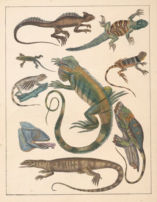 Natural History (Galerya obrazowa zwiérząt czyli Historya naturalna) Pl.59