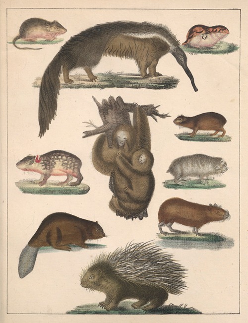 Natural History (Galerya obrazowa zwiérząt czyli Historya naturalna) Pl.61