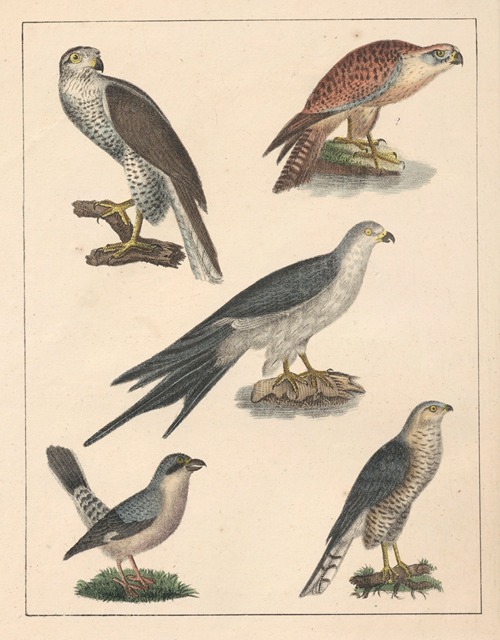 Natural History (Galerya obrazowa zwiérząt czyli Historya naturalna) Pl.62