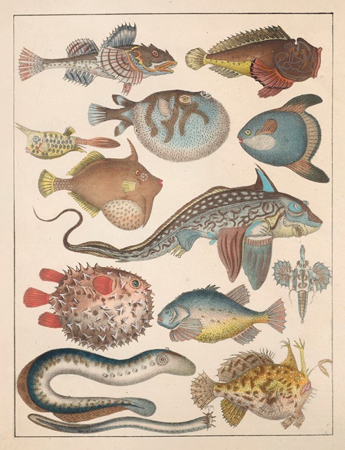Natural History (Galerya obrazowa zwiérząt czyli Historya naturalna) Pl.63