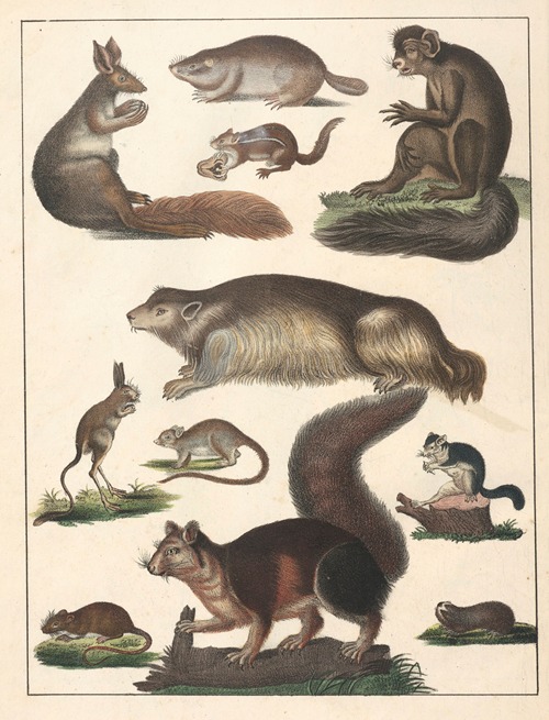 Natural History (Galerya obrazowa zwiérząt czyli Historya naturalna) Pl.65