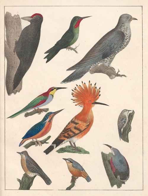 Natural History (Galerya obrazowa zwiérząt czyli Historya naturalna) Pl.66