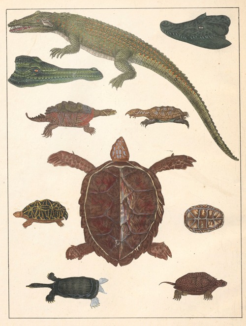Natural History (Galerya obrazowa zwiérząt czyli Historya naturalna) Pl.67