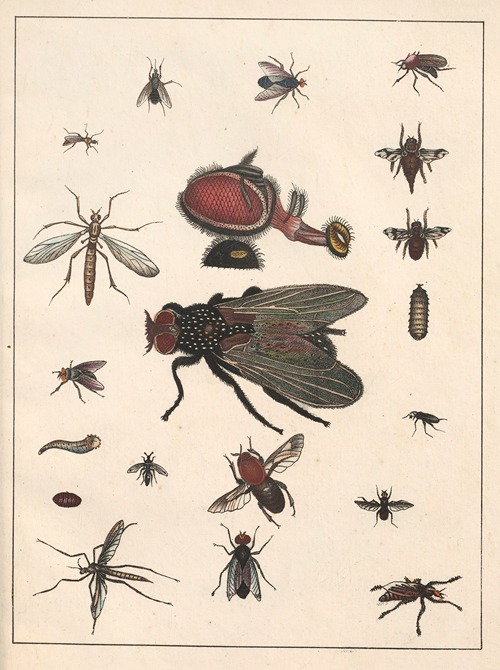 Natural History (Galerya obrazowa zwiérząt czyli Historya naturalna) Pl.68