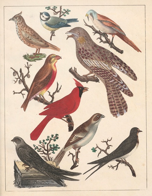 Natural History (Galerya obrazowa zwiérząt czyli Historya naturalna) Pl.70