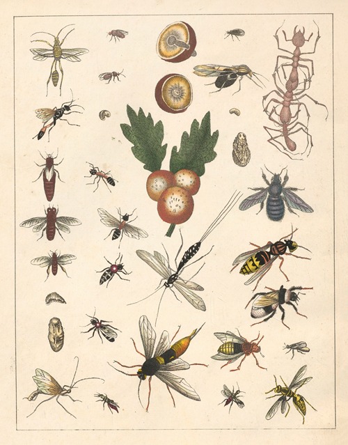 Natural History (Galerya obrazowa zwiérząt czyli Historya naturalna) Pl.71