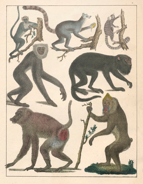 Natural History (Galerya obrazowa zwiérząt czyli Historya naturalna) Pl.73