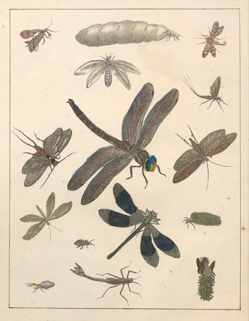 Natural History (Galerya obrazowa zwiérząt czyli Historya naturalna) Pl.75