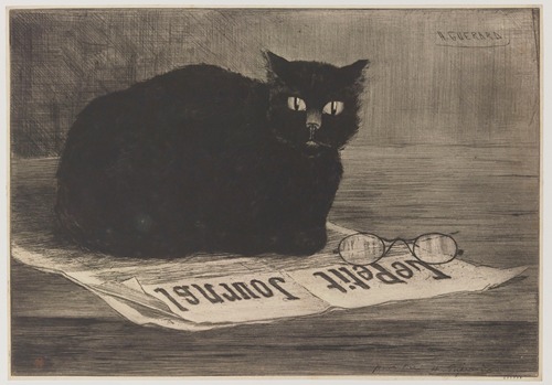 Chat noir sur un journal
