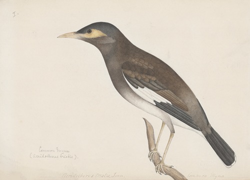 Indian birds Pl.01