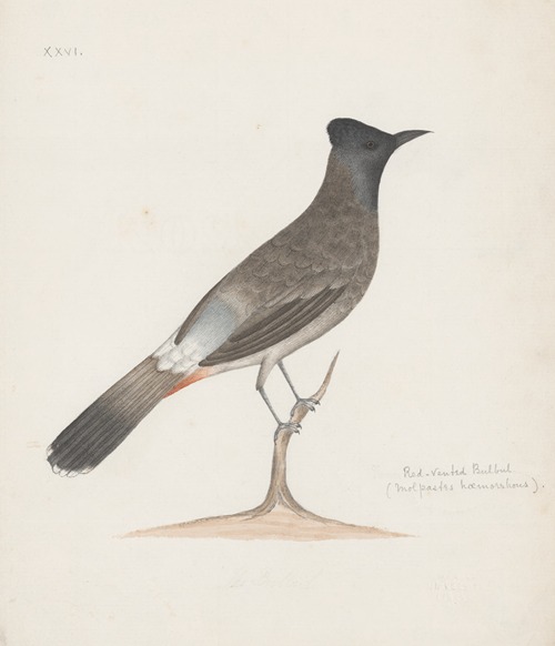 Indian birds Pl.05