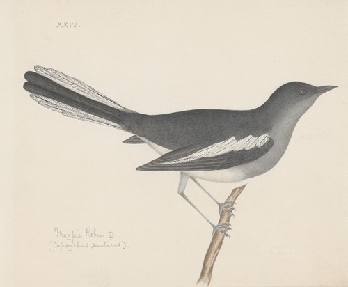 Indian birds Pl.07