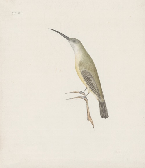Indian birds Pl.08