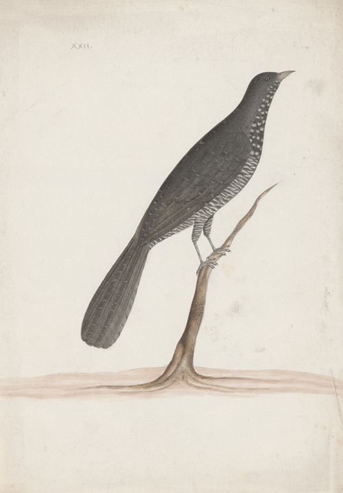 Indian birds Pl.09
