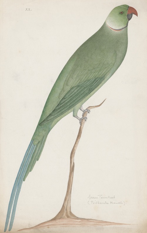 Indian birds Pl.12