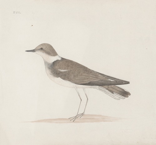 Indian birds Pl.13