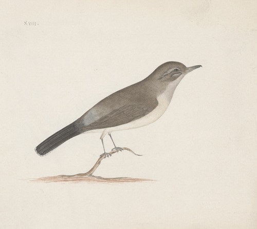 Indian birds Pl.14