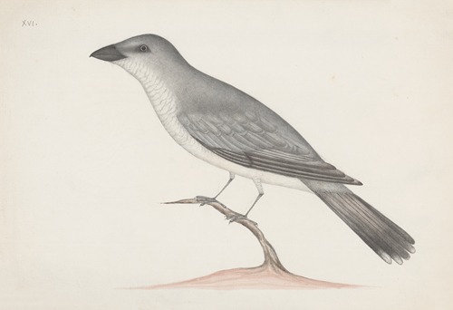 Indian birds Pl.15