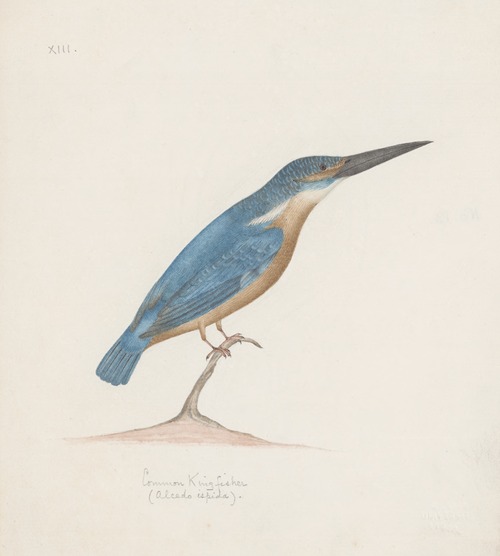 Indian birds Pl.18