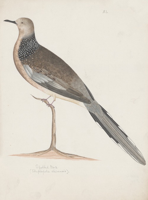 Indian birds Pl.20