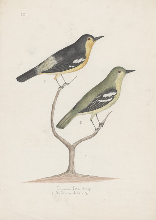 Indian birds Pl.22