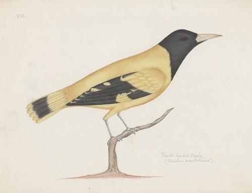 Indian birds Pl.23