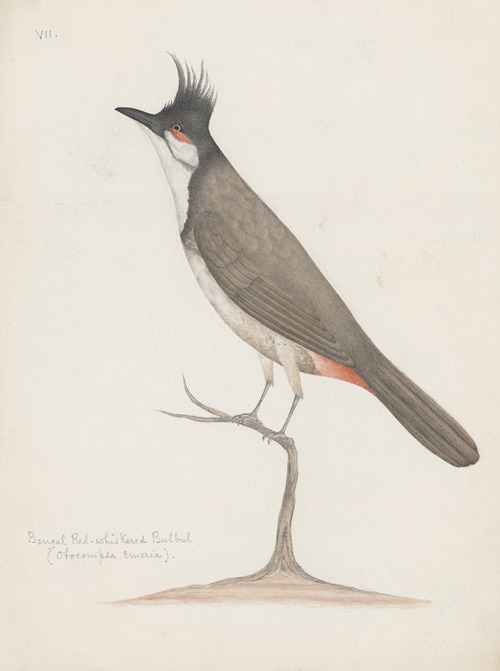 Indian birds Pl.24