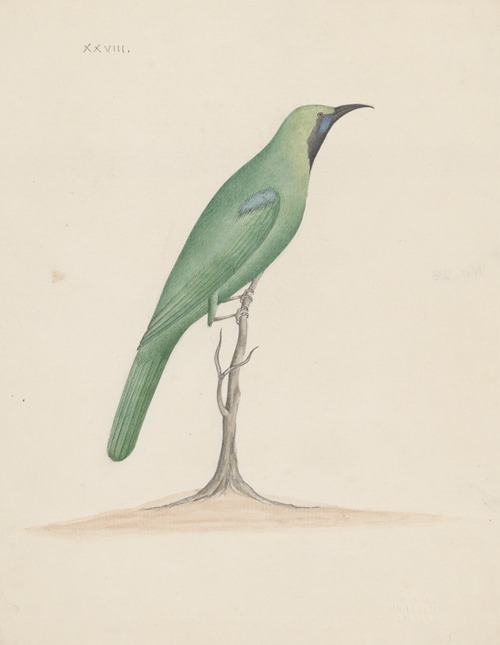 Indian birds Pl.28