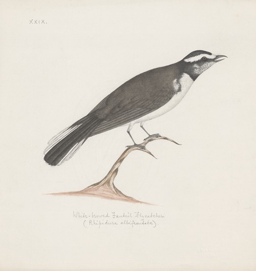 Indian birds Pl.29