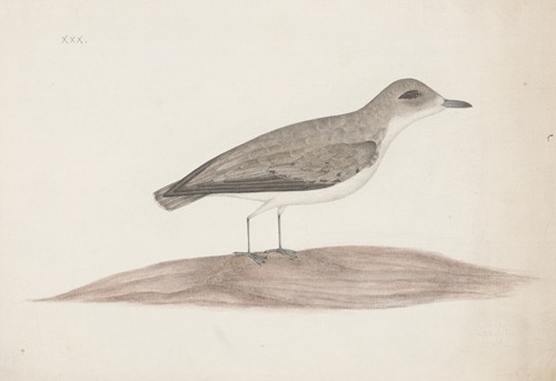 Indian birds Pl.30