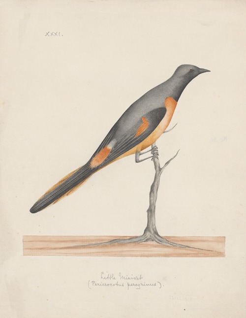 Indian birds Pl.31