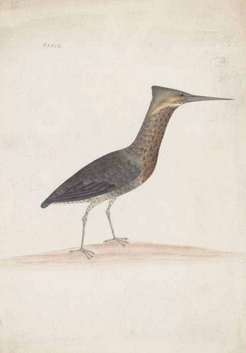 Indian birds Pl.34