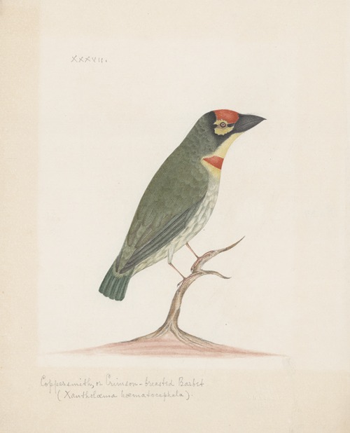 Indian birds Pl.37
