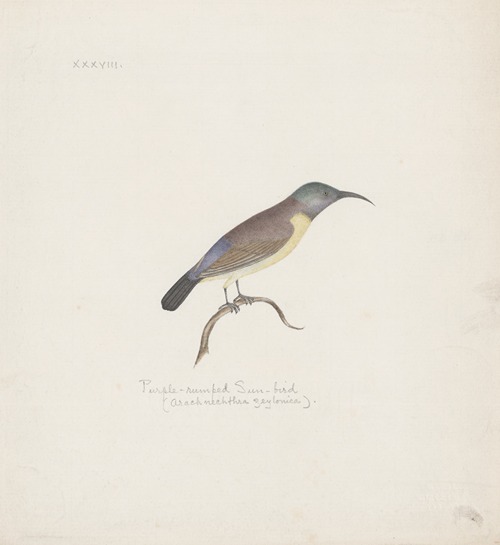 Indian birds Pl.38