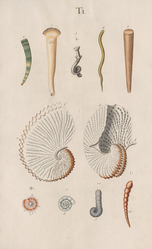 Prodromus in systema historicum testaceorum Pl.01