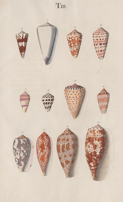 Prodromus in systema historicum testaceorum Pl.03