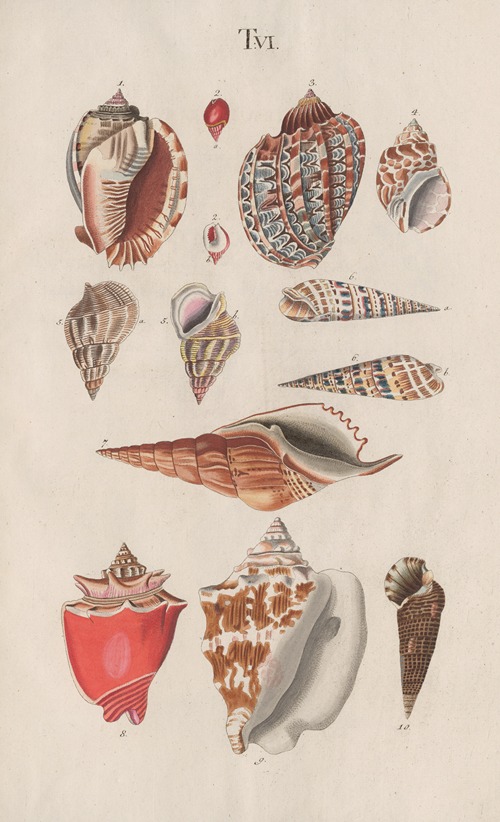 Prodromus in systema historicum testaceorum Pl.06