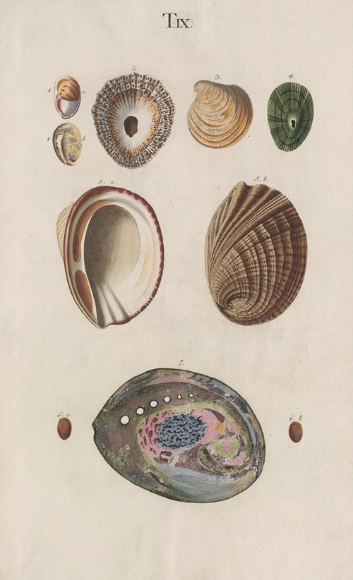 Prodromus in systema historicum testaceorum Pl.09